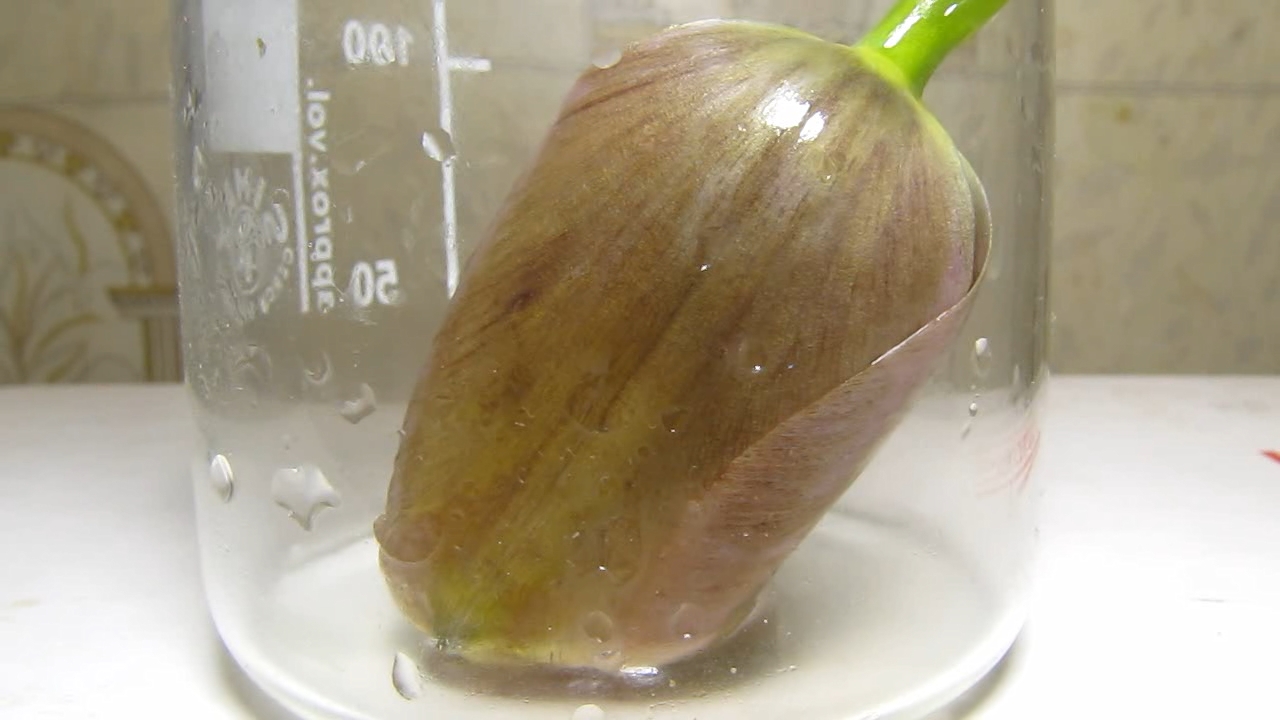 Pink tulip, ammonia and acetic acid